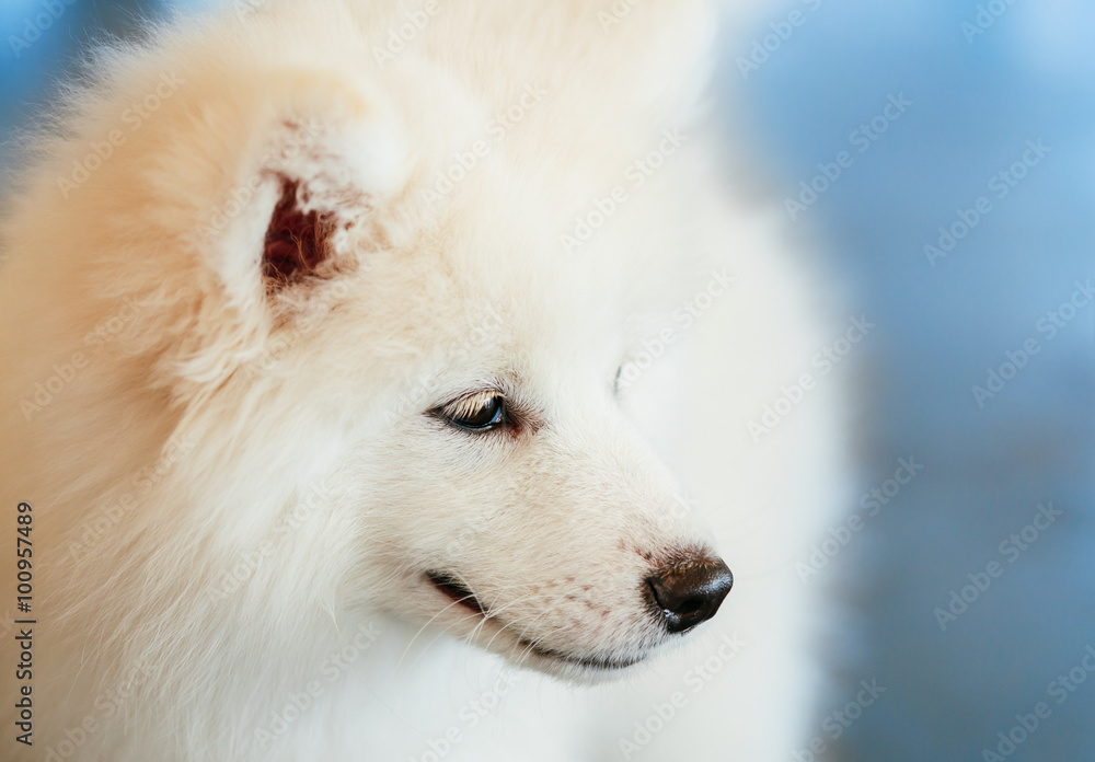 White Samoyed Dog Puppy Whelp