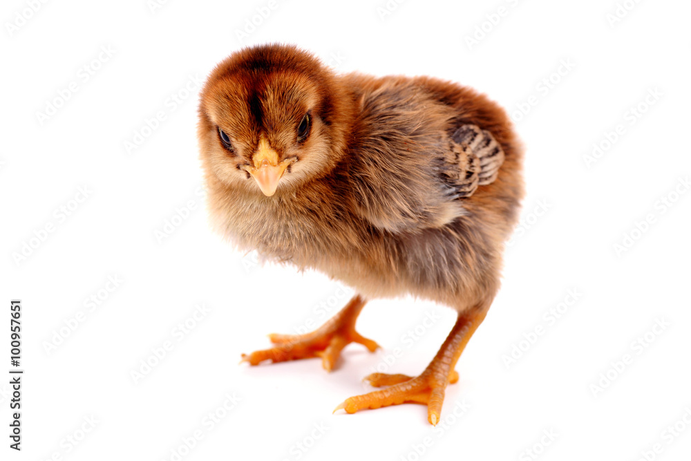 Obraz premium Baby Chicken brown color isolated on white background