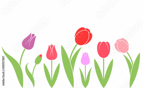 Tulip. Isolated flowers on white background #100957887