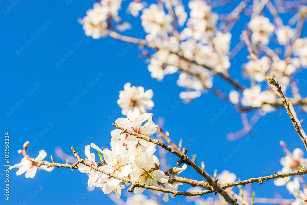 Frühling Erwachen Natur Blüten Baum