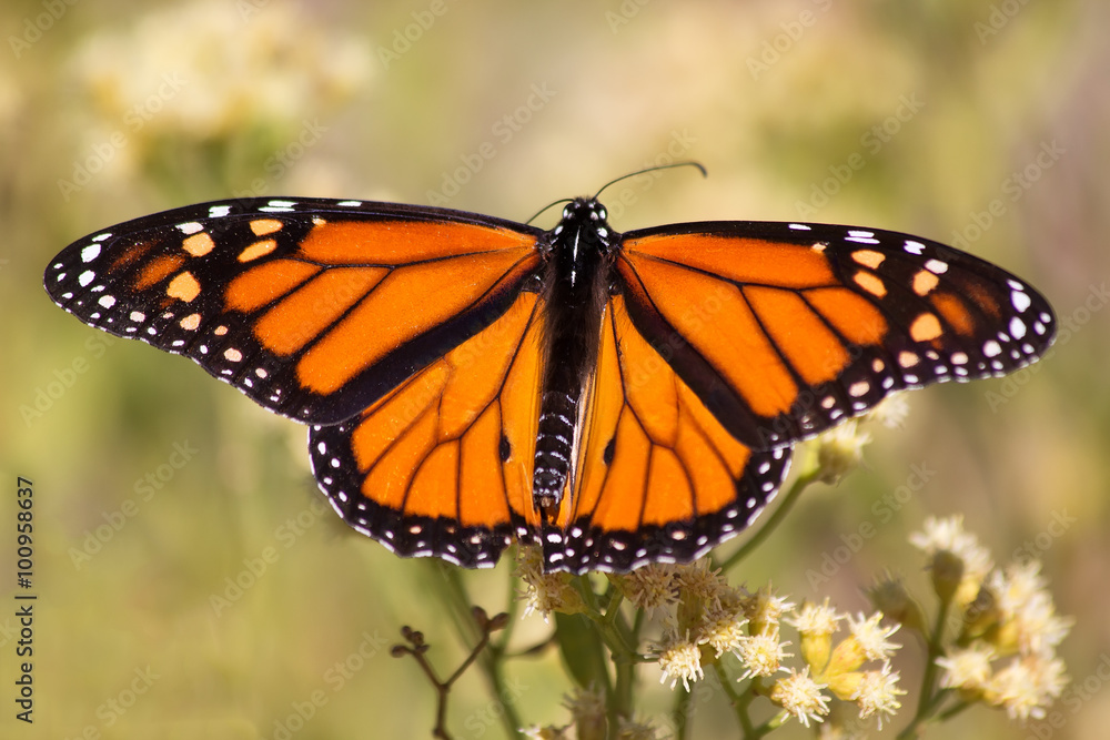 Monarch Butterfly Monarch Butterfly