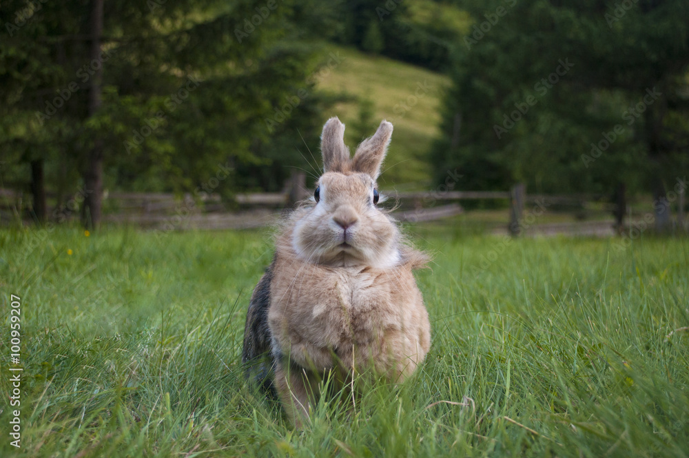 Fototapeta premium The decorative rabbit / Rabbits are small mammals in the family Leporidae of the order Lagomorpha, found in several parts of the world.