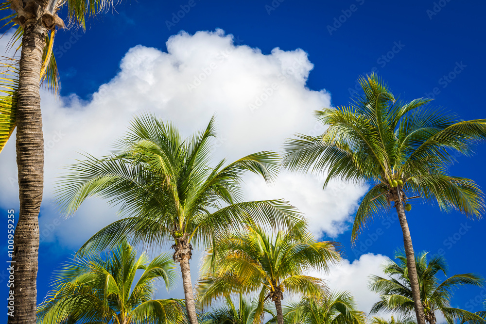 Green coconut palm trees on dark blue sky with white clouds. Pho