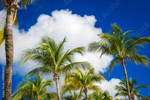 Obraz na płótnie Green coconut palm trees on dark blue sky with white clouds. Pho w salonie