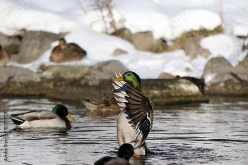 canard colvert photo