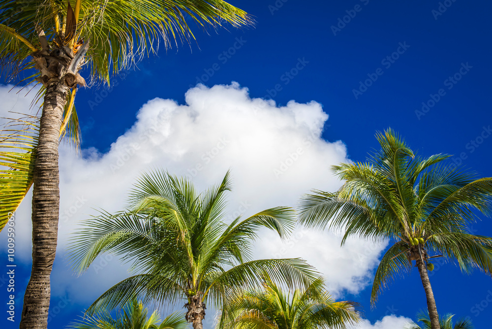 Green coconut palm trees on dark blue sky with white clouds. Pho
