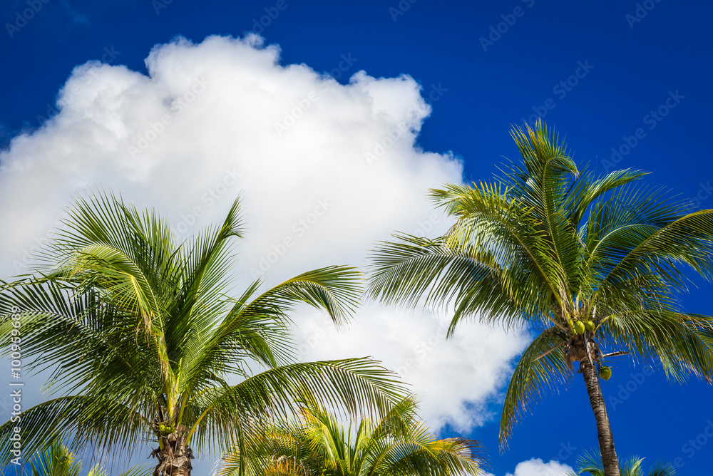 Green coconut palm trees on dark blue sky with white clouds. Pho