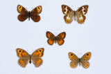 Collection of  brown butterflies on white