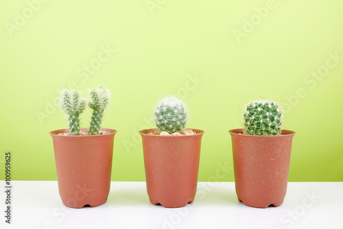 The little green cactus in small brown plant pot on white table for home decoration.