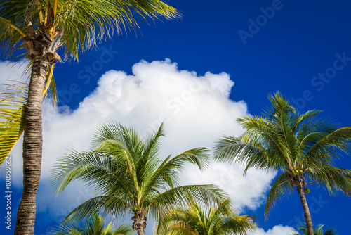 Obraz na płótnie Green coconut palm trees on dark blue sky with white clouds. Pho w salonie