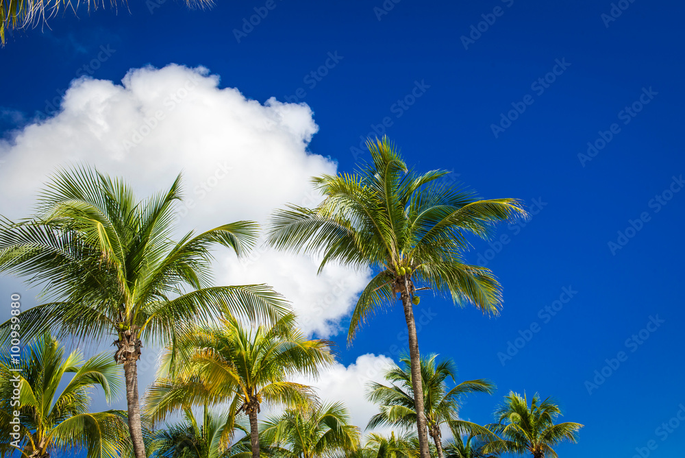 Green coconut palm trees on dark blue sky with white clouds. Pho