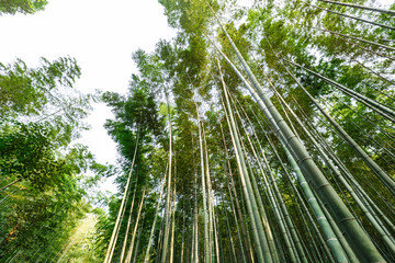 Keuken achterwand Bamboe Groen bamboebos in de zomer  © ABCDstock