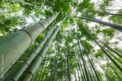 Green bamboo forest in the summer