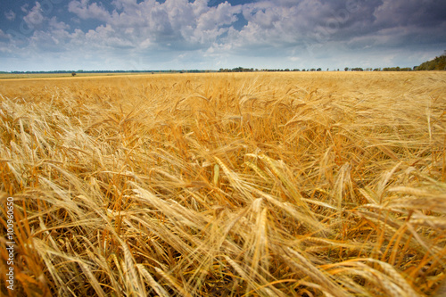 Field of wheat