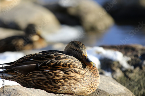 canard colvert photo