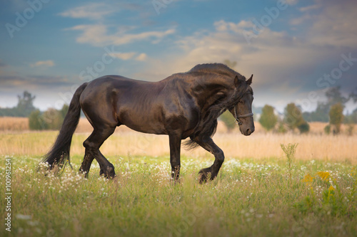 Frisian horse run © ashva