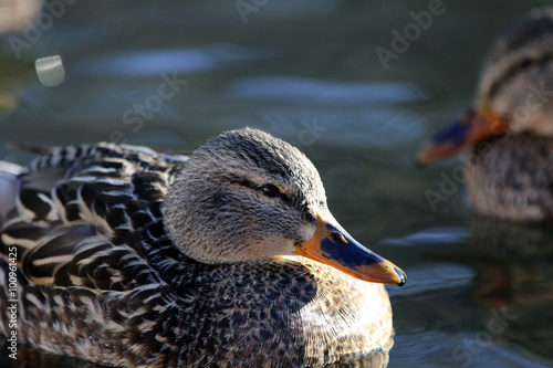 canard colvert photo