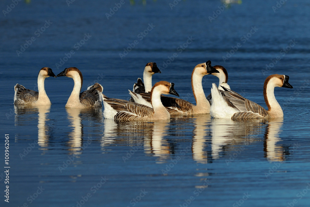 Group of Goose swimming on the lake Group of Goose swimming on the lake