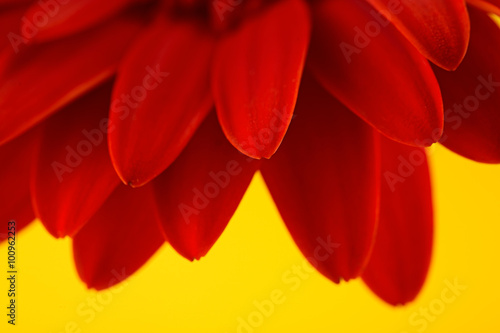 Red gerbera isolated on yellow background