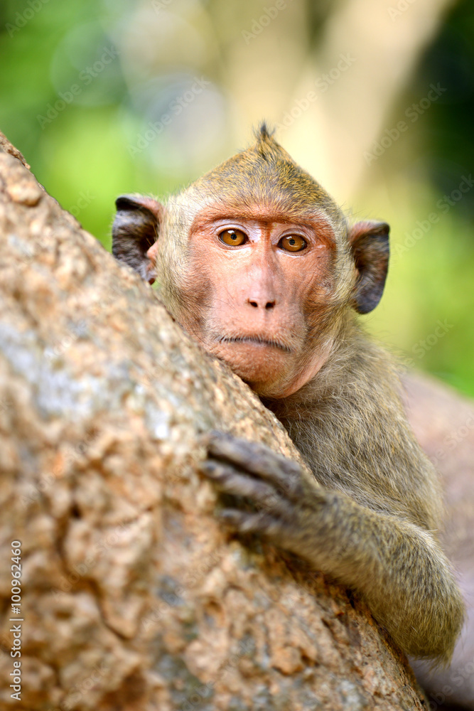 Obraz premium Baby Monkey focus at face on tree