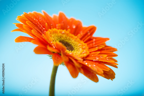 Fototapeta Naklejka Na Ścianę i Meble -  Wet orange petals of gerbera daisy flower