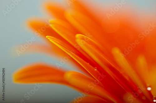 Fototapeta Naklejka Na Ścianę i Meble -  Wet orange petals of gerbera daisy flower