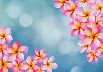 Keuken achterwand Frangipani Roze frangipani op blauwe bokeh  © kazitafahnizeer