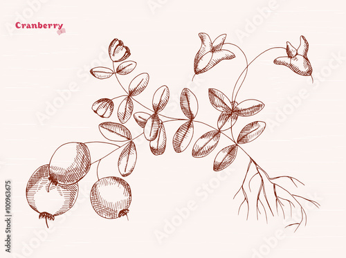 Hand drawing of a cranberry