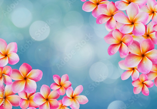 Pink flower frangipani or plumeria bunch on blue bokeh backgroun