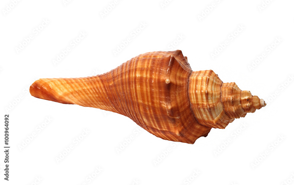 small oblong Shell on a white background small oblong Shell on a white background