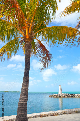 Florida Keys  beautiful summer scene with blue ocean water  nature and palm trees on a sunny day