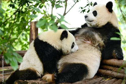 Giant panda bear cub and Mother Breastfeeding Chengdu  China