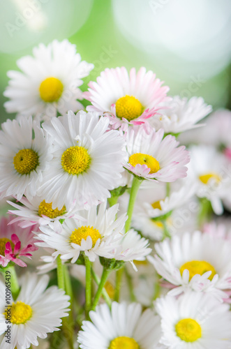 Bouquet of small delicate daisy, close-up
