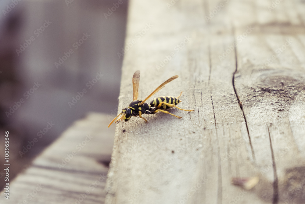 Hornet on a soft backdrop. Photos with limited depth of field. Hornet on a soft backdrop. Photos with limited depth of field.