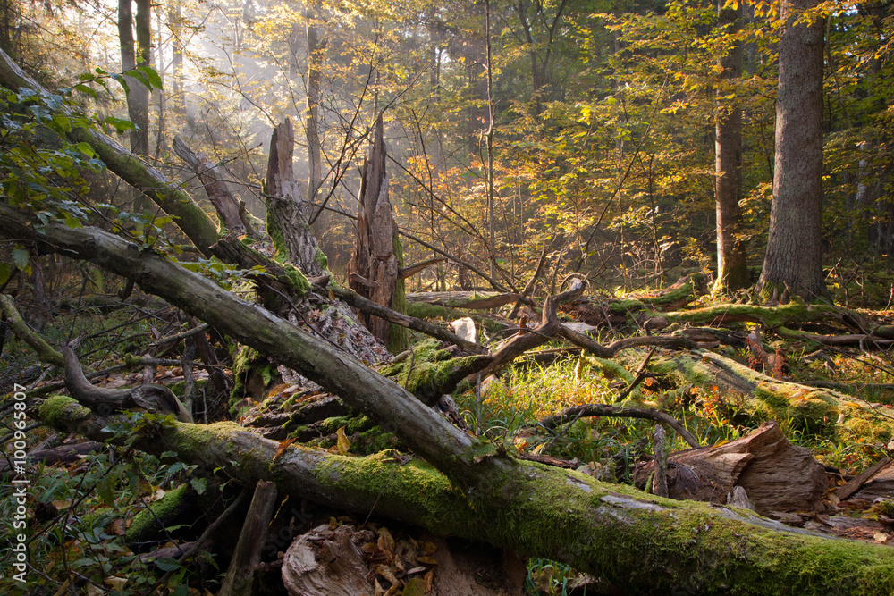 Fototapeta premium Old oak tree broken and sunbeams above