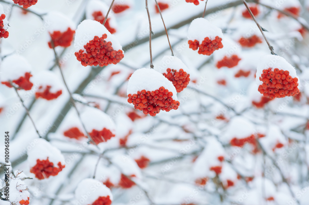Clusters of the bright ripened mountain ash under snow
