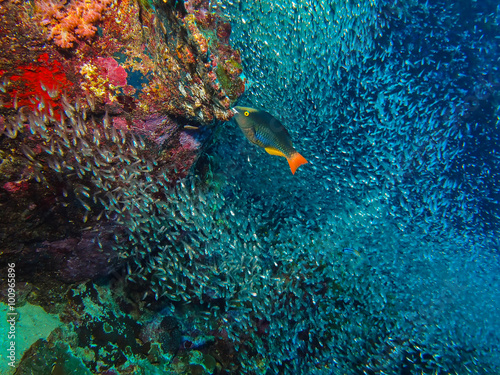 Parrot fish and coral reef in Similan Island