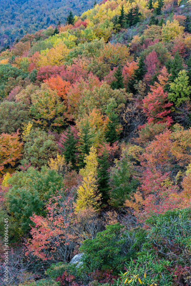 Orange and Yellow Creeps Into the Forest Vertical