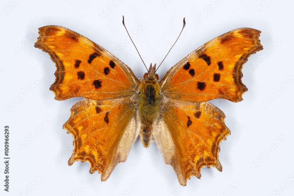 Fototapeta premium Southern Comma butterfly, Polygonia egea