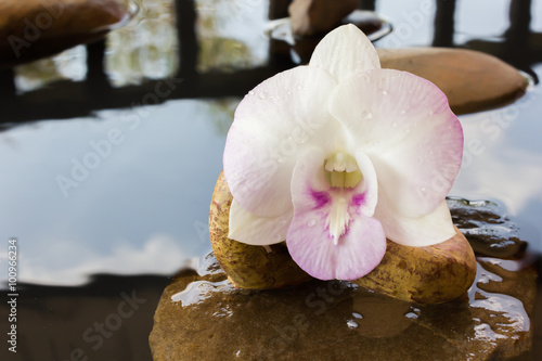 orchid flowers on water and pebble