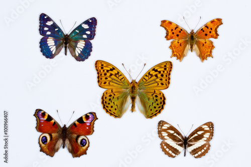 Collection of five brush footed butterflies on white