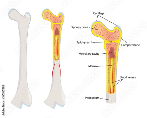 Human bone anatomy, vector