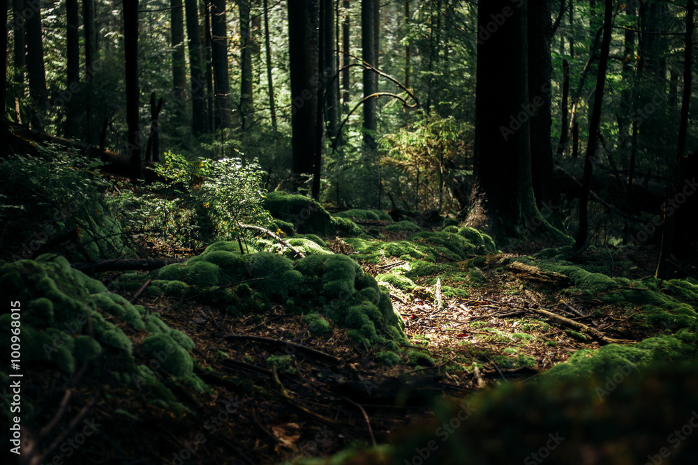 sunlight in amazing green forest with pines and moss in the moun