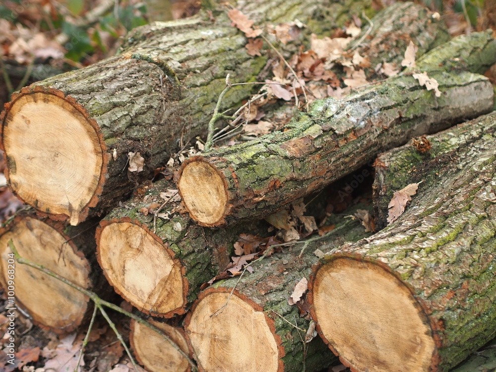 Cut oak tree logs on a forest ground.