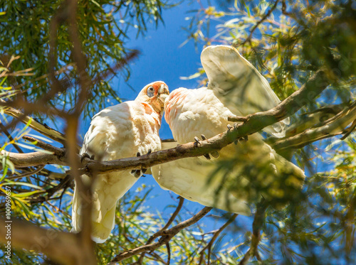 Long billed corella chick being fed by parent bird