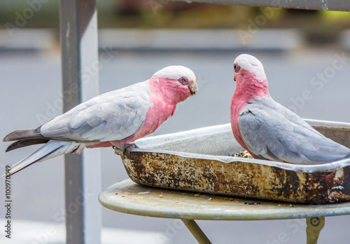 Galahs feeding from a dish outside a restaurant photo