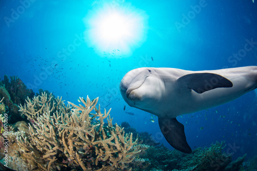 Fototapeta dolphin underwater on reef background