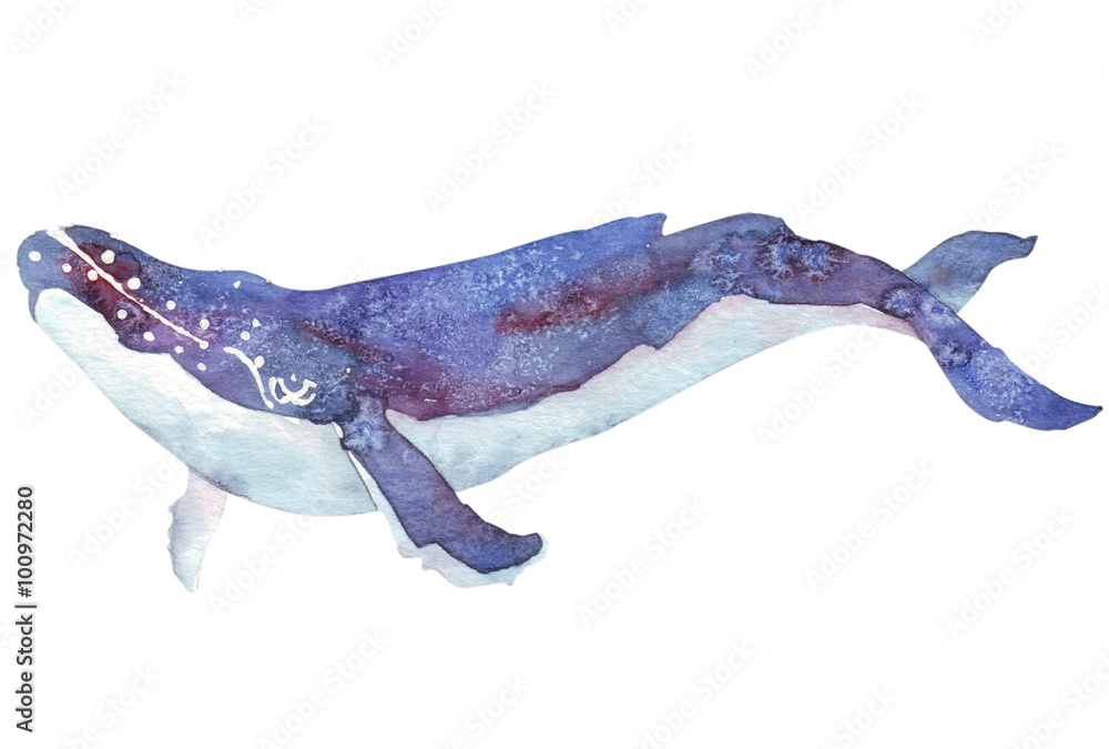 watercolor whale watercolor whale