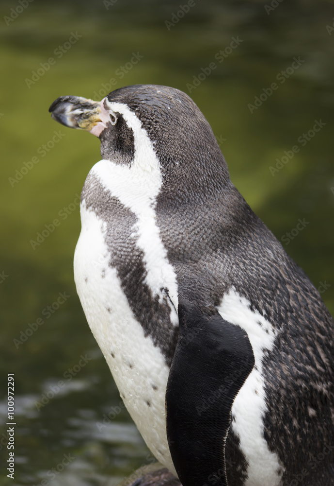 Fototapeta premium Penguin in wildlife