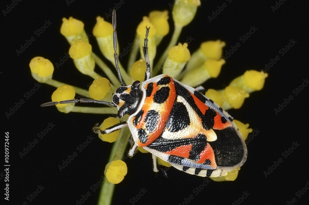 Stink Bugs, Family Pentatomidae